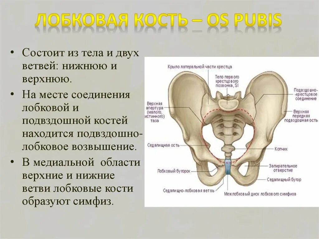 Правая лонная кость где находится фото Лобковая кость у женщин: найдено 85 изображений