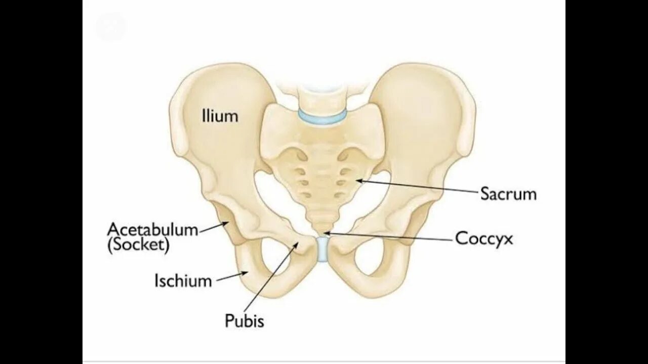 Правая лонная кость где находится фото Pelvic joint and Pelvic ligament ,related question - YouTube