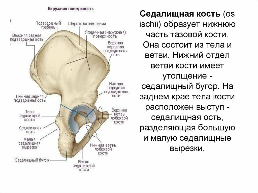 Правая лонная кость где находится фото Таз состоит из костей