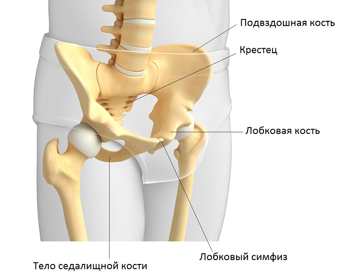 Правая лонная кость где находится фото Anatomy of the pelvic bones