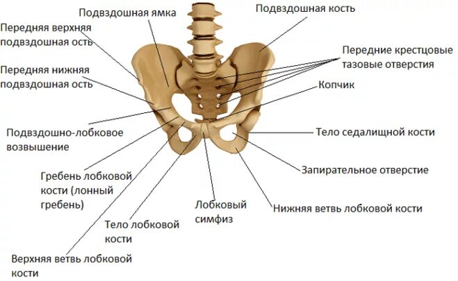 Правая лонная кость где находится фото Какие кости в теле человека остаются неподвижными?