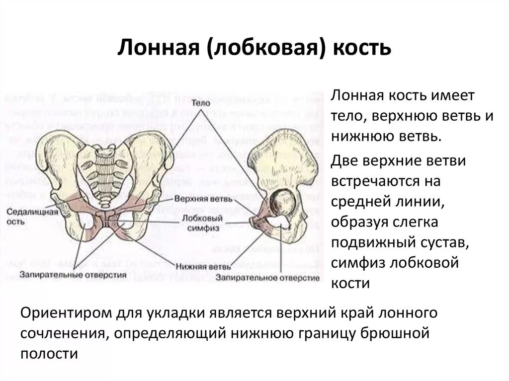 Правая лонная кость где находится фото Загадка у мужчины и женщины находится спереди: найдено 79 изображений