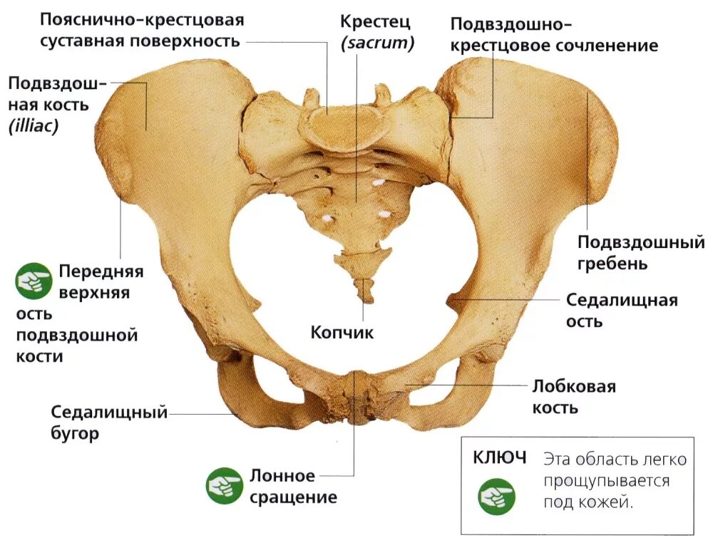 Правая лонная кость где находится фото 3 отличия анатомии костей таза у мужчин и у женщин, разновидности spravki1.ru