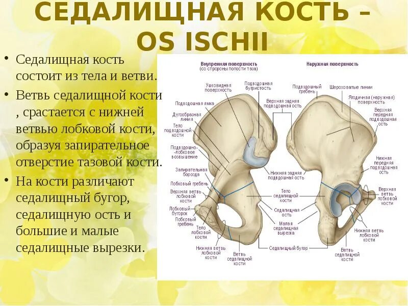 Правая лонная кость где находится фото Скелет верхней и нижней конечности