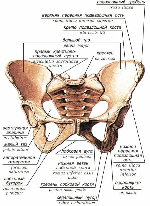 Правая лонная кость где находится фото Анатомия суставов нижних конечностей человека: лобковый симбиоз и строение таза 