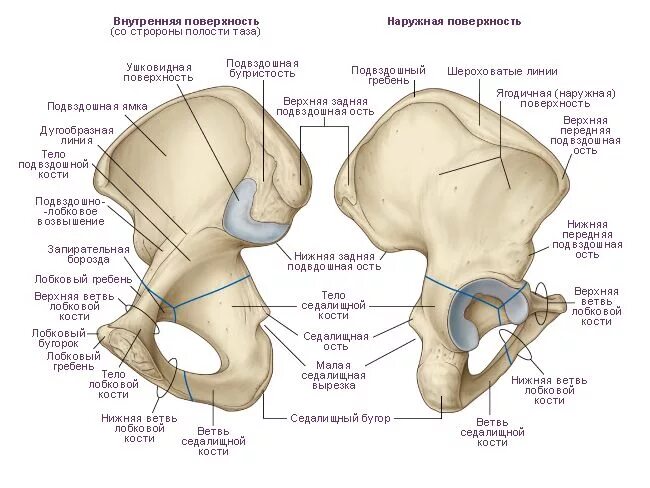 Правая лонная кость где находится фото задняя верхняя тазовая кость Anatomy bones, Perineum, Body workout plan