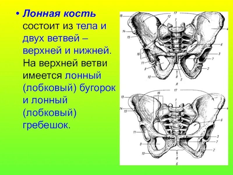 Правая лонная кость где находится фото Полость большого таза