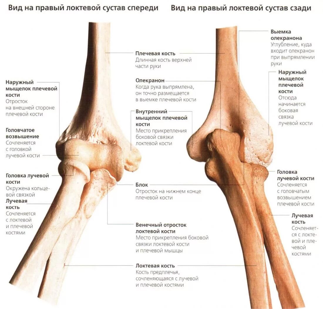 Правая лучевая кость фото Локоть