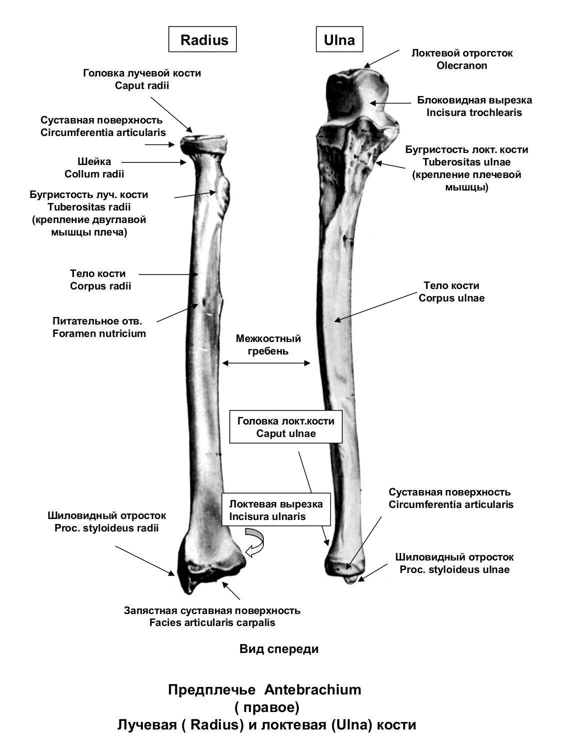 Правая лучевая кость фото Лучевая кость подписи