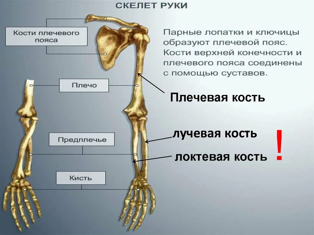 Правая лучевая кость фото Части скелета плеча