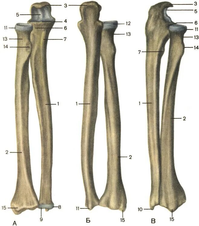 Правая лучевая кость фото строение верхних конечностей