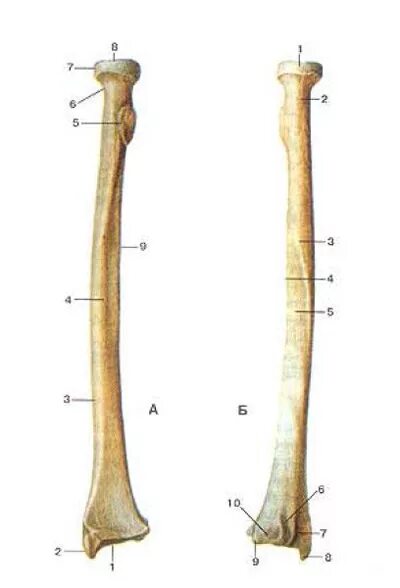 Правая лучевая кость фото 7 Лучевая кость (radius)