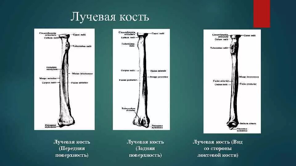 Правая лучевая кость фото Грудина и лучевая кость