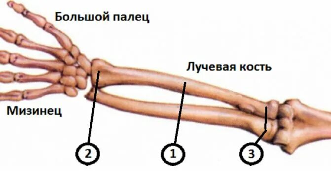 Правая лучевая кость фото Где лучевая кость на руке: найдено 83 изображений