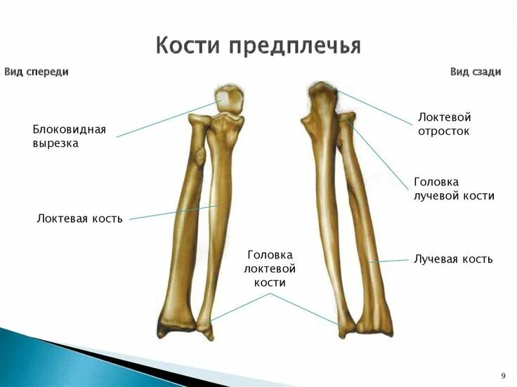 Правая лучевая кость фото Пин от пользователя Валерия на доске Анатомия Уроки биологии, Биология, Анатомия