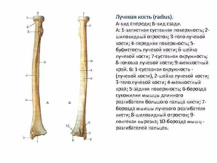 Правая лучевая кость фото Картинки ЛУЧЕВАЯ КОСТЬ ДЛИННАЯ