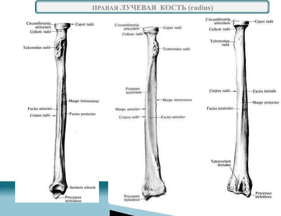 Правая лучевая кость фото Лучевая кость правой руки