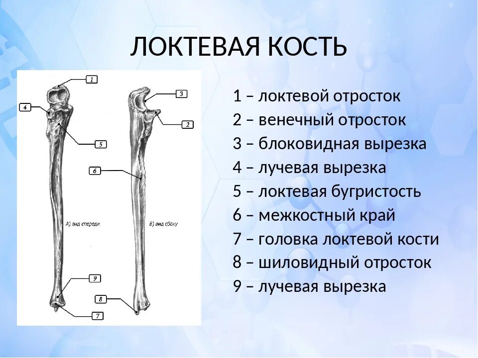 Правая лучевая кость фото Элемент в составе костей: найдено 53 изображений