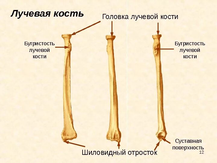 Правая лучевая кость фото лучевая кость - Также имеются края