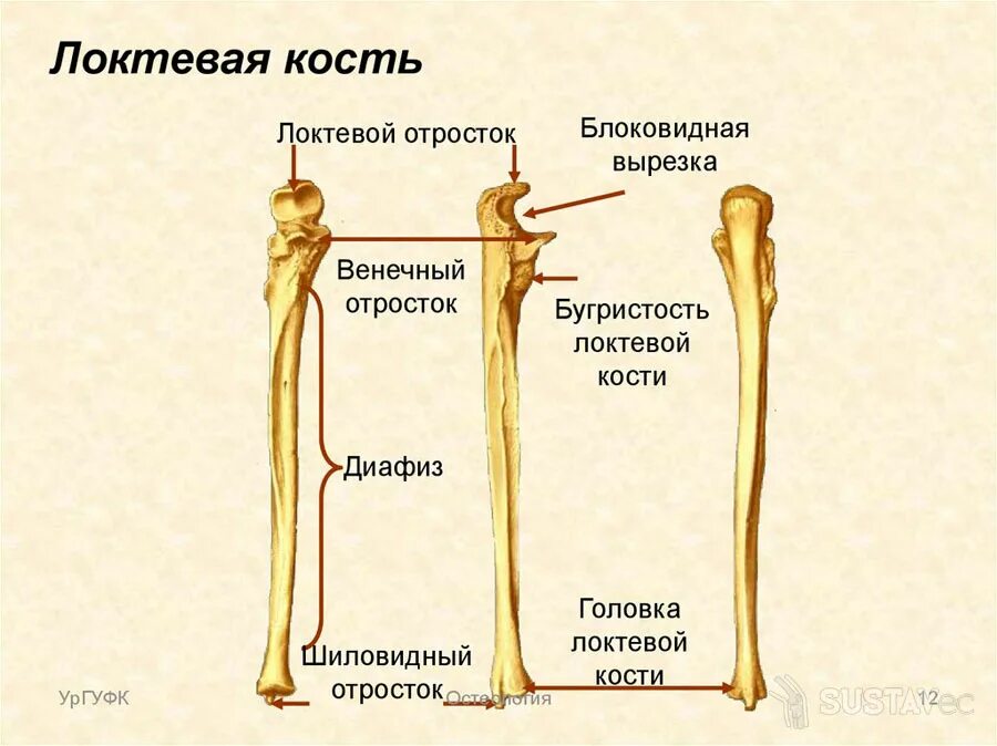 Правая лучевая кость фото Правая лучевая кость