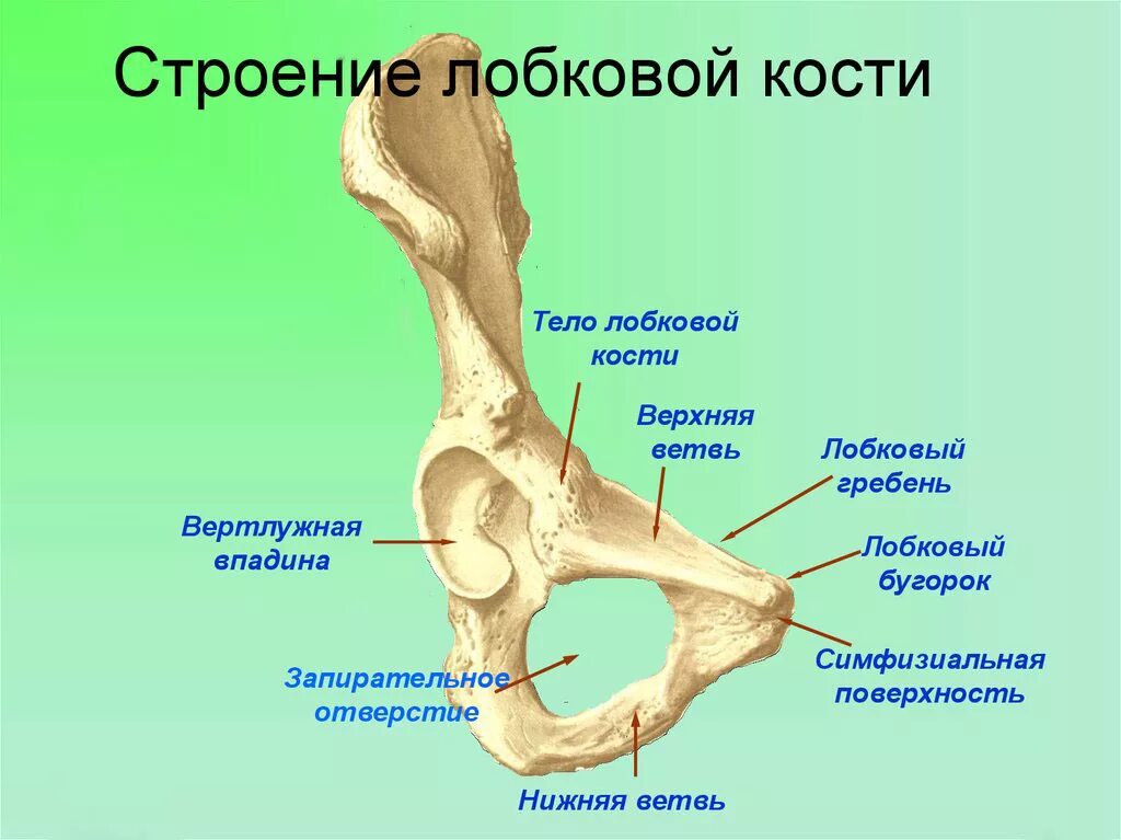 Правая подвздошная кость где находится фото Alergična čuvar preporučeno kapec sap kauli nastavi Voz Hipokrit