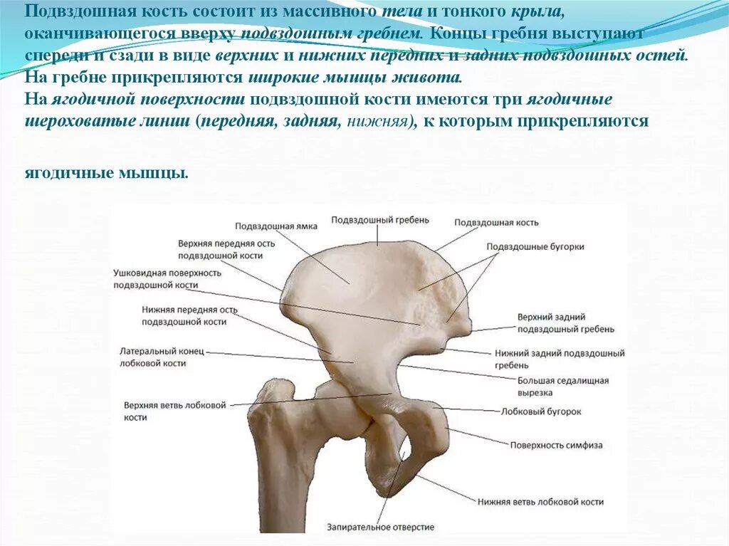 Правая подвздошная кость где находится фото Картинки ПОДВЗДОШНАЯ КОСТЬ ОТНОСИТСЯ К КОСТЯМ