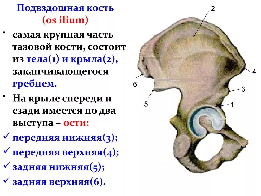 Правая подвздошная кость где находится фото Картинки НАРУЖНАЯ ГУБА ПОДВЗДОШНОГО ГРЕБНЯ