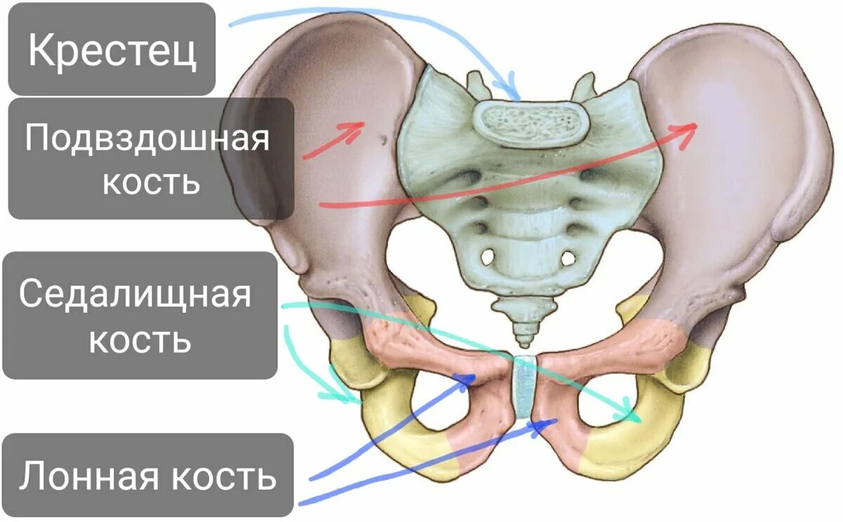 Правая подвздошная кость где находится фото Тазовая кость, часть 2. Лонная кость. Заметки спортивного врача. Дзен