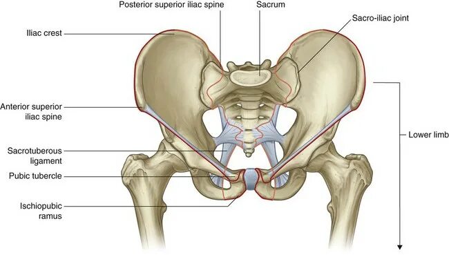 Правая подвздошная кость где находится фото Lower Limb Clinical Gate