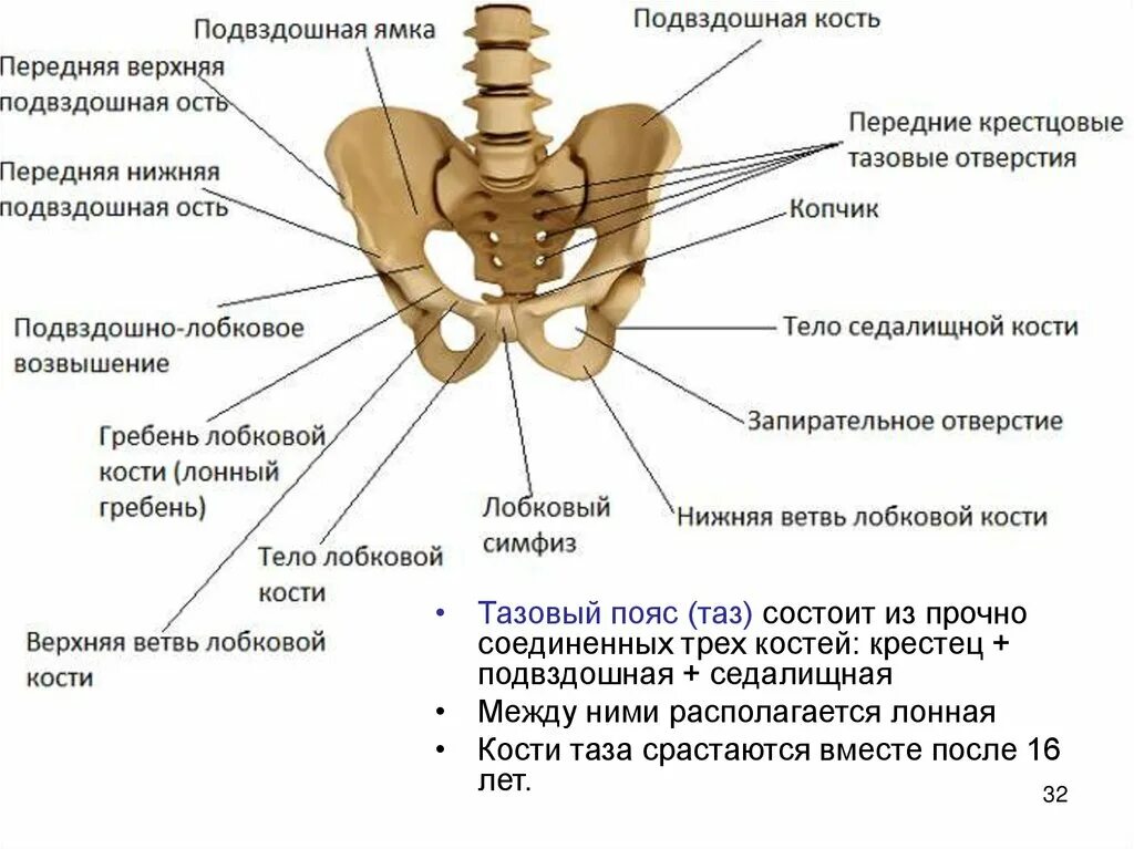 Правая подвздошная кость где находится фото Передне нижняя ость: найдено 78 изображений