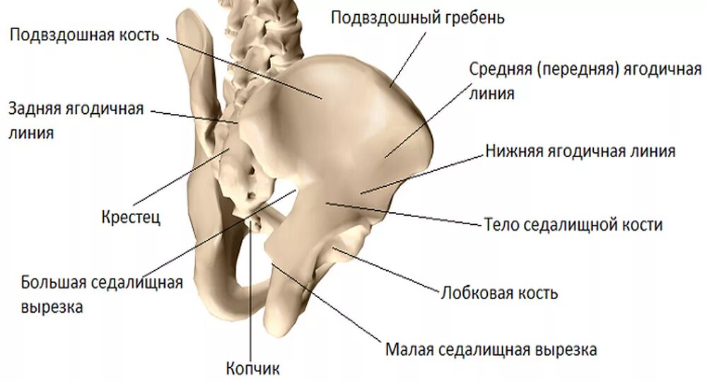 Правая подвздошная кость где находится фото Подвздошные гребни где находится