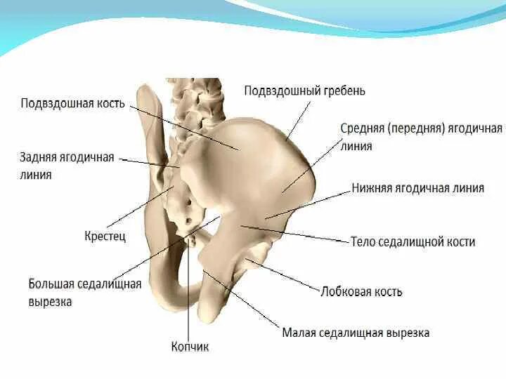 Правая подвздошная кость где находится фото Картинки НАРУЖНАЯ ГУБА ПОДВЗДОШНОГО ГРЕБНЯ