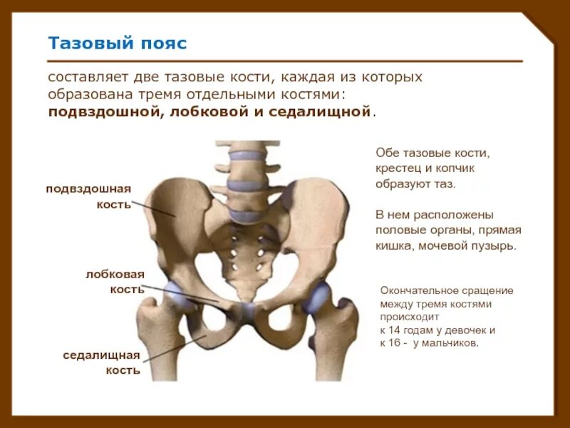 Правая подвздошная кость где находится фото Срослись подвздошные кости