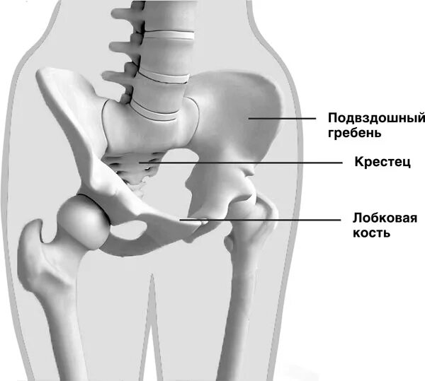 Правая подвздошная кость где находится фото Читать книгу Самомоделирование тела и лица. Система Осьмионика. Как обрести крас