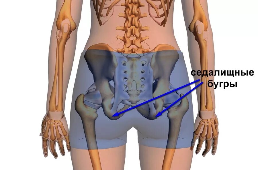 Правая подвздошная кость где находится фото Ушибы таза, тазобедренного сустава и верхней части бедра - Травмаорто