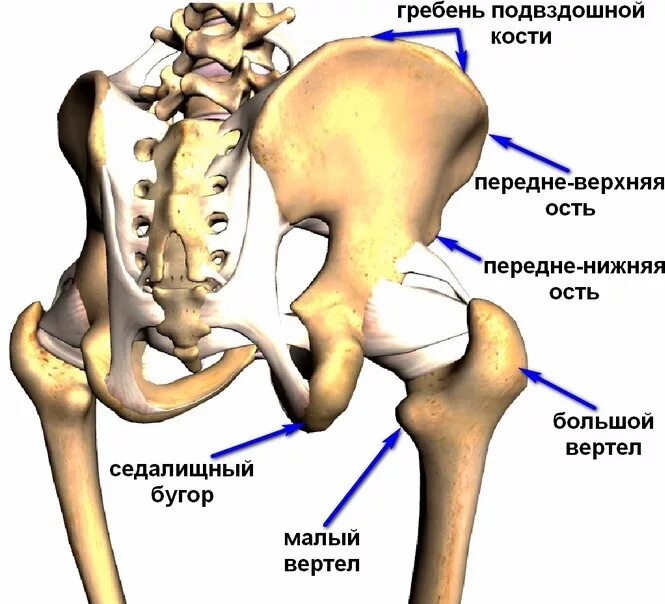 Правая подвздошная кость где находится фото Растяжения, частичные разрывы, полные разрывы мышц и отрывные переломы в области