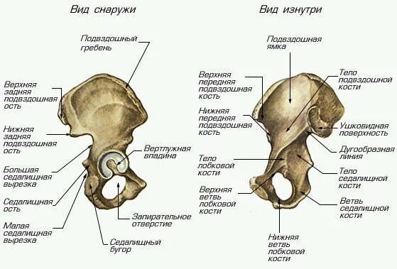 Правая подвздошная кость у человека фото Таз (тазовая кость человека) - Мегаэнциклопедия Кирилла и Мефодия - медиаобъект