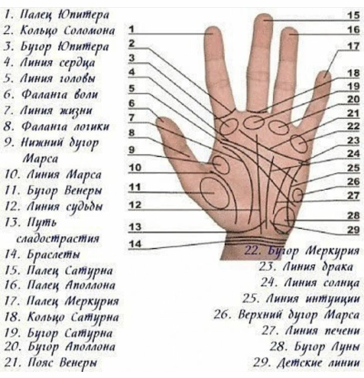 Правая рука линии на ладони фото Pin on Хиромантия Palmistry, Palm reading, Astrology remedy