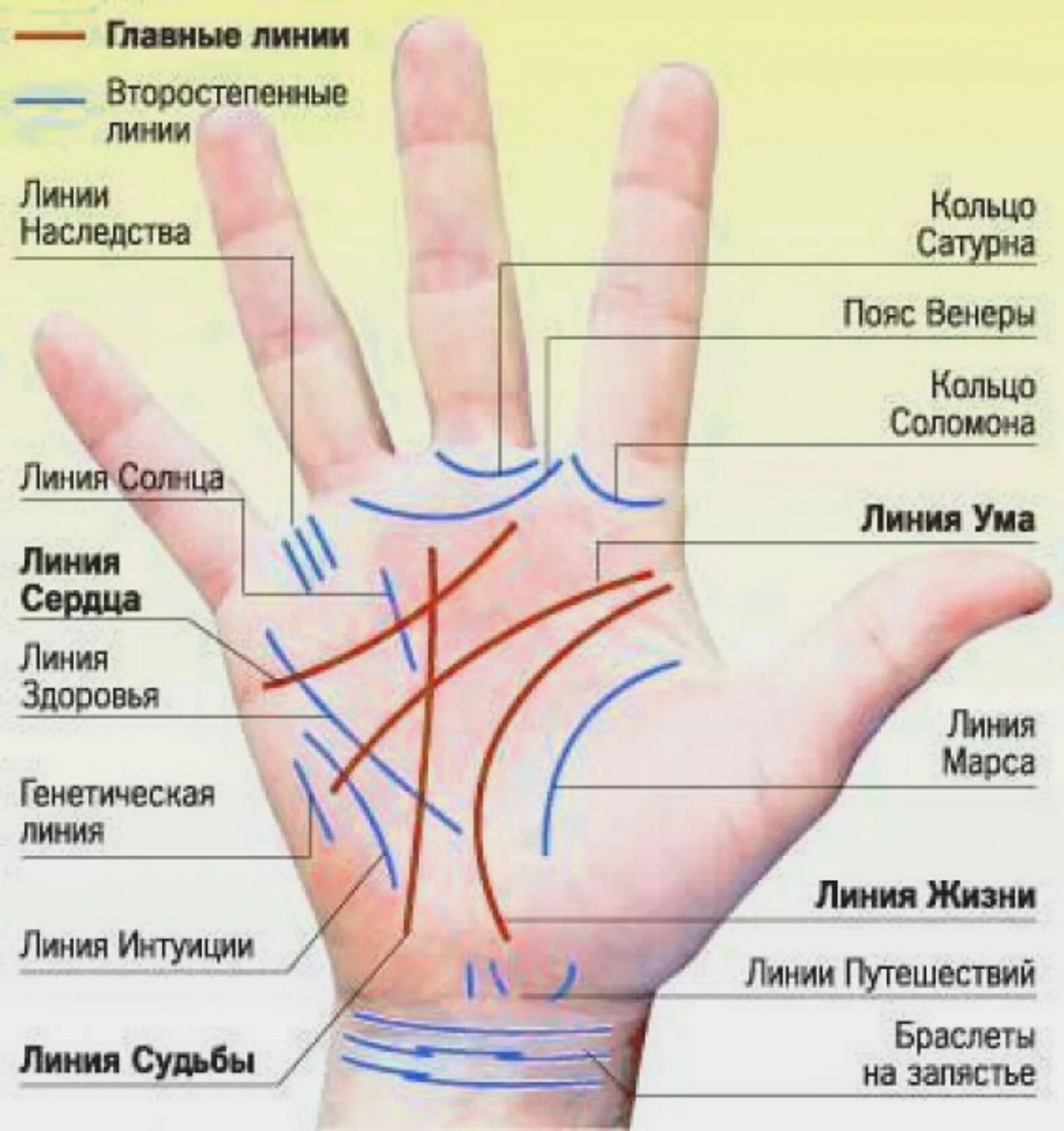 Правая рука линии на ладони фото Профессия на ладони