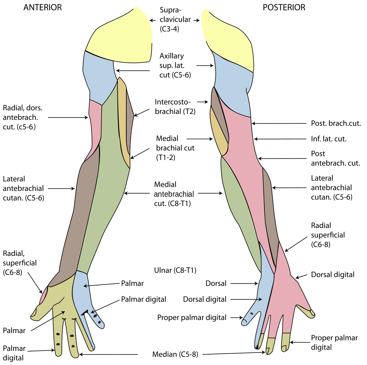 Правая рука схема расположения Cutaneous innervation of the upper limbs - Wikipedia