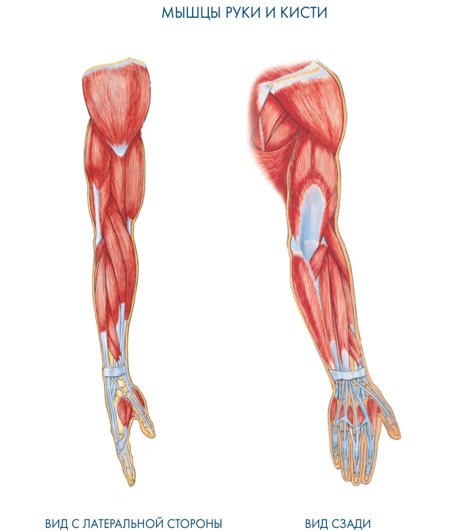 Правая рука схема расположения Как хорошо вы знаете мышцы руки?