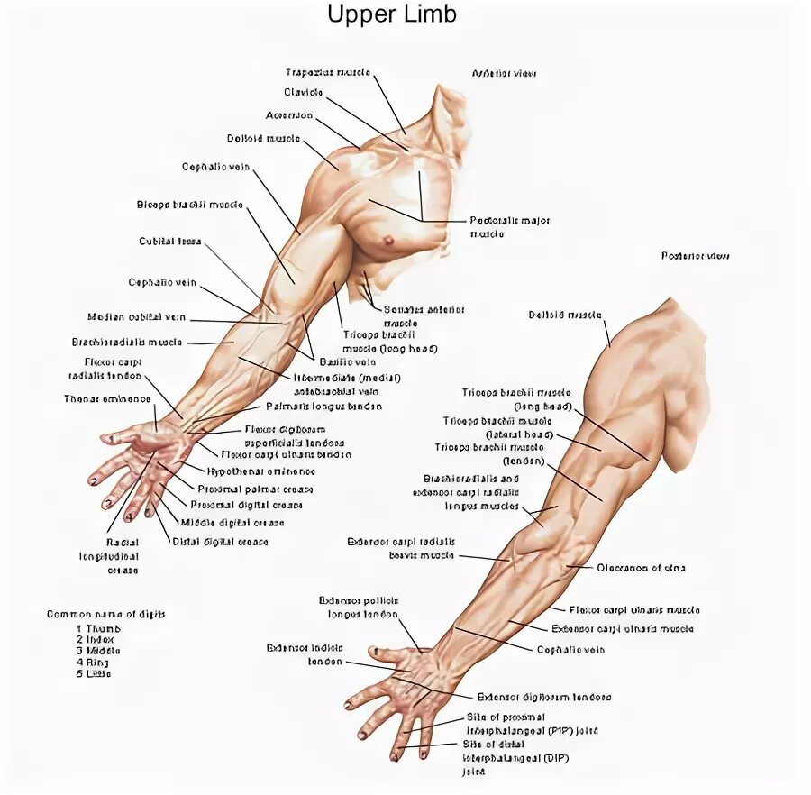 Правая рука схема расположения Upper Limb