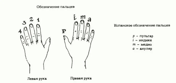 Правая рука схема расположения Обозначение пальцев