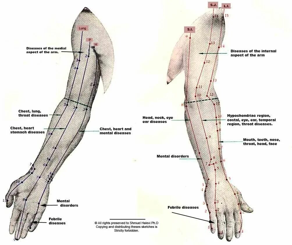 Правая рука схема расположения Arm Channel & Points Acupuncture, Accupuncture, Acupressure treatment