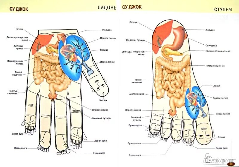 Правая рука схема расположения Акупрессура. Иллюстрированный атлас - Издательство Альфа-книга