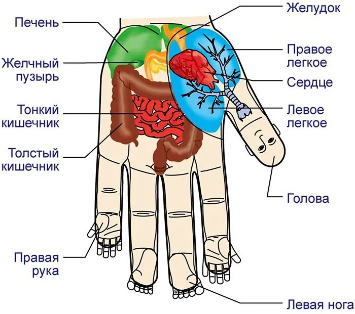 Правая рука схема расположения Перейти на страницу с картинкой