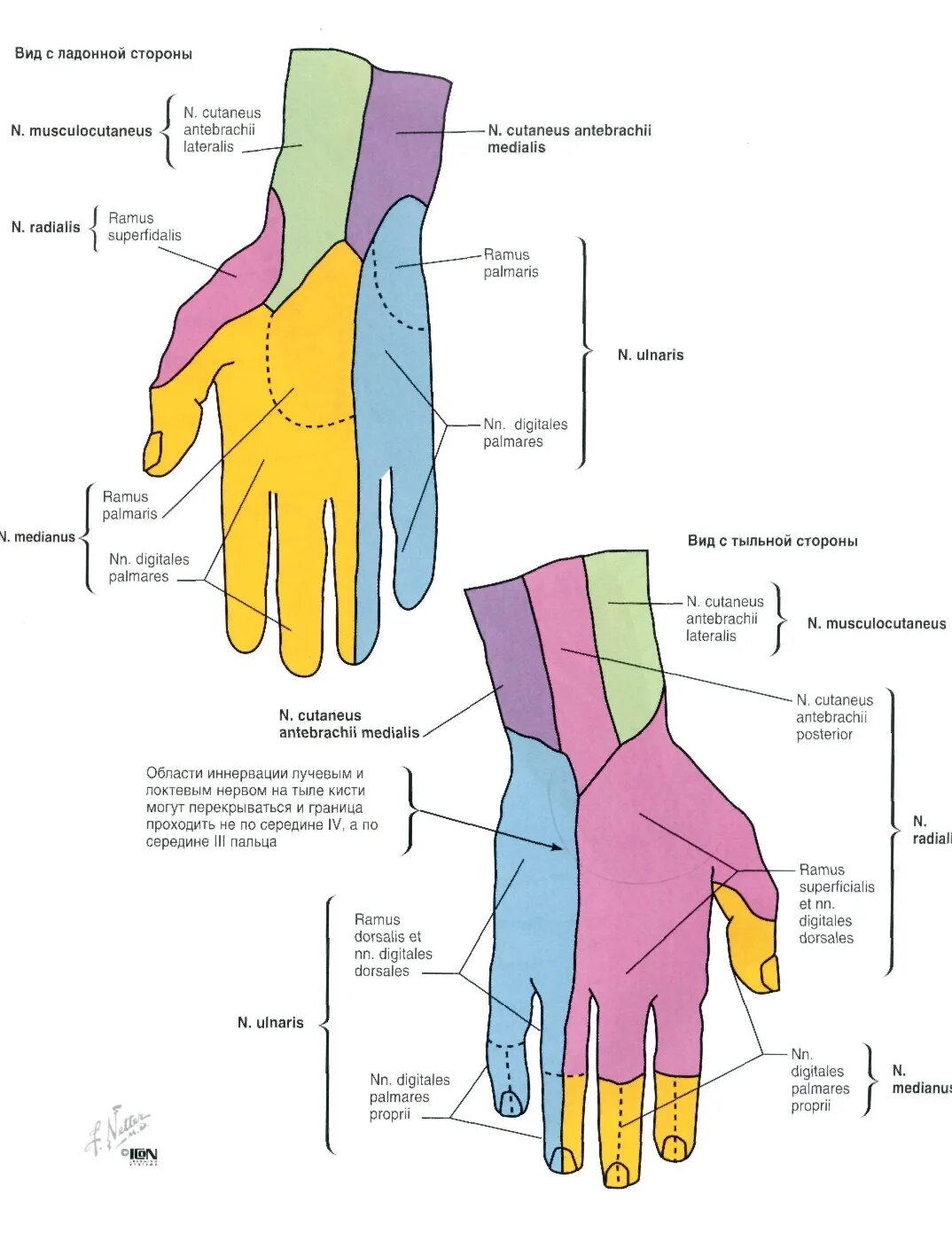 Правая рука схема расположения Атлас Неттера - Кровоснабжение и иннервация - Анатомия человека Физиология челов