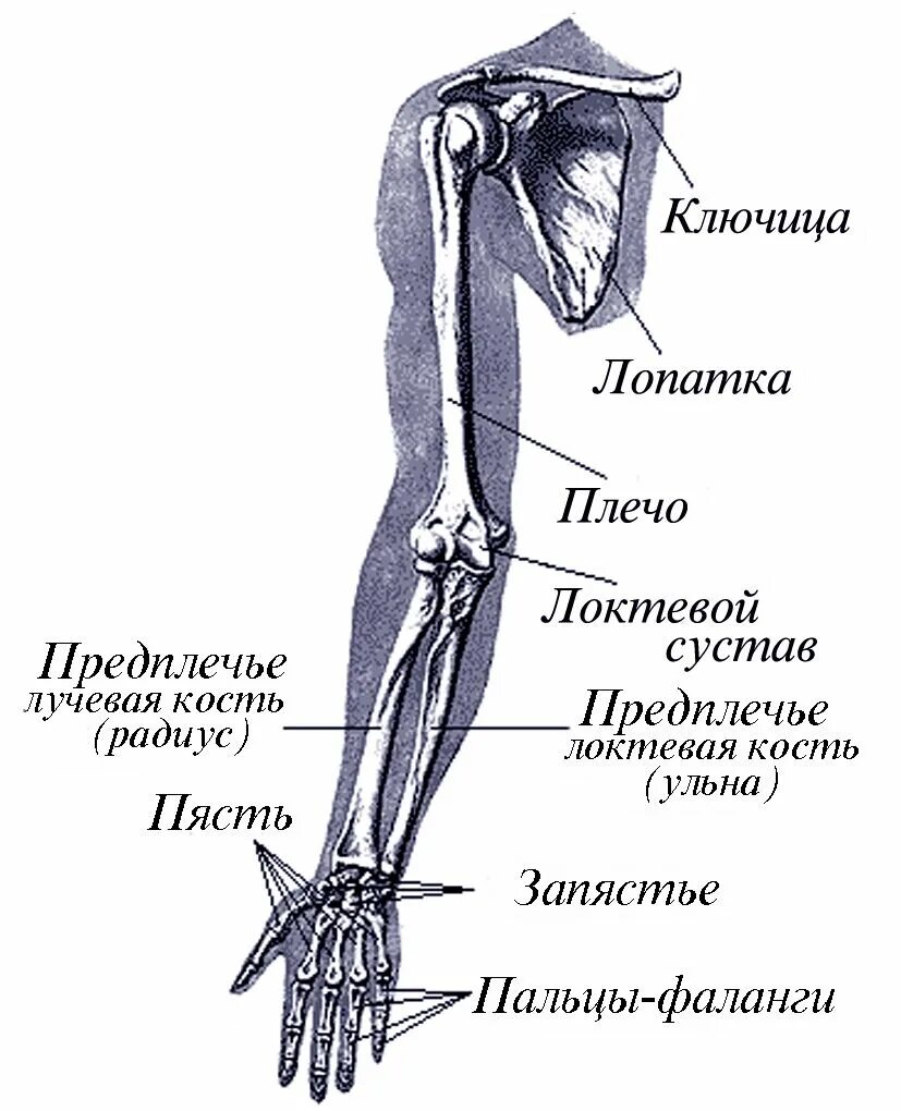 Правая рука схема расположения Покажи на рисунке плечо человека