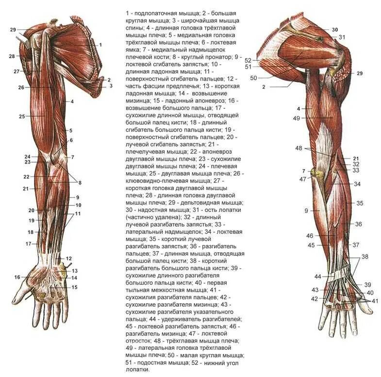 Правая рука схема расположения Левая рука мышцы