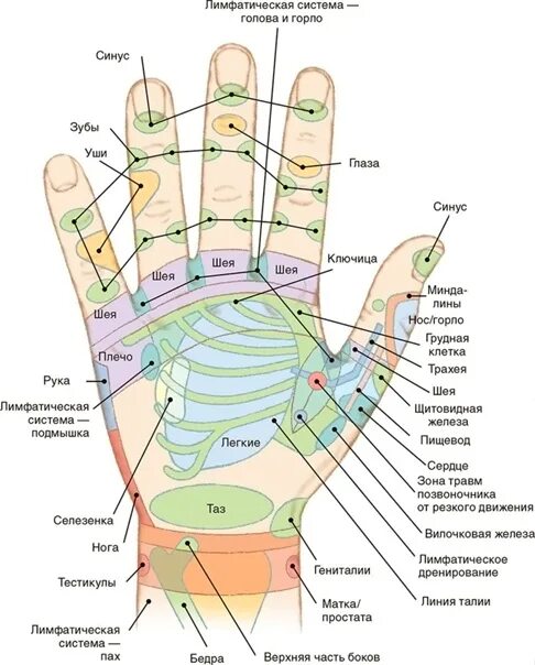 Правая рука схема расположения Тонкое тело. Полная энциклопедия биоэнергетической медицины. - Фотография 15 из 